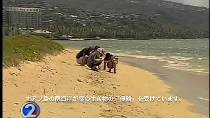 Mysterious crab-like creatures in Oahu Beach
