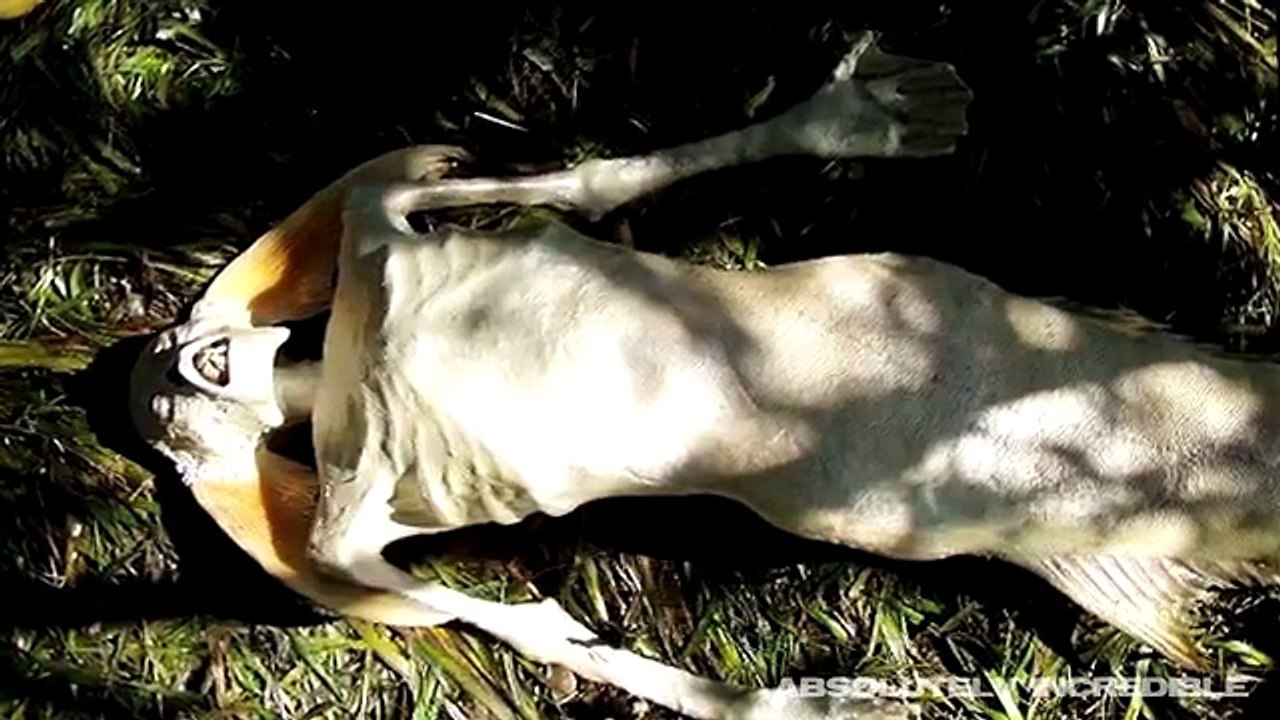 Real MERMAIDS (and MERMAN) caught on camera! (MERMAID evidence  footage  sightings!)