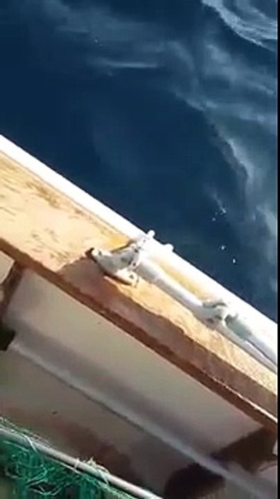 Cinghiale in mare aperto a marina di ginosa