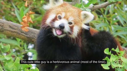 Top 10 Strange Looking Animals