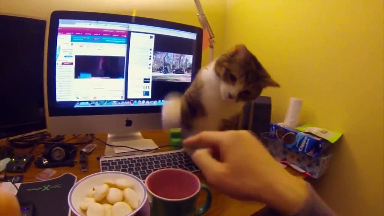 Funny Cats Compilation Funny Cat Videos Ever Funny Videos Funny Animals Funny Animal Video