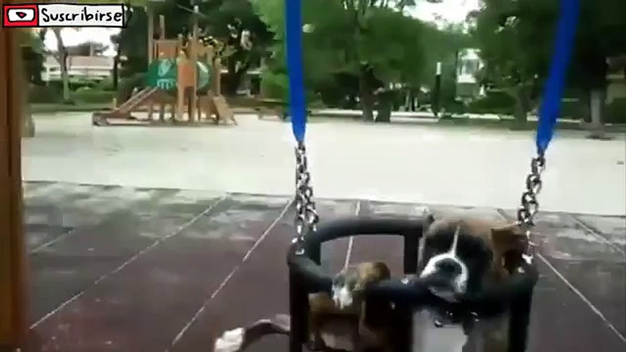 animals on a leash funny funny animal noises goat