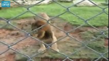 Ce lion a vécu 13 ans en cage, il en sort pour la première fois