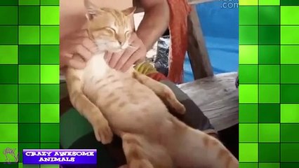 funny animal bbc funny animal hd videos 1080p