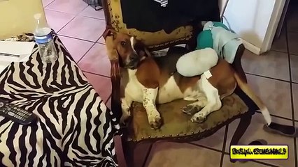 funny animal birthday funny animal happy birthday