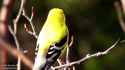 American Goldfinch (male) singing