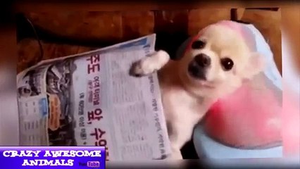 funny animal cartoons for children funny animal hunting videos