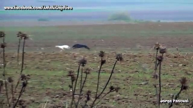 Galgos vs Liebres XI - Greyhounds vs Hares XI (Otra buena carrera)