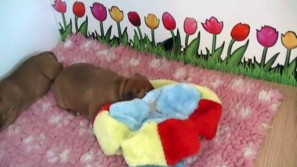 54ème vidéo Les chiots de la 22ème portée de STAFFORDLAND