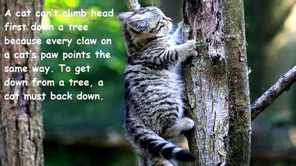 funny animal videos try not to laugh funny animal fights