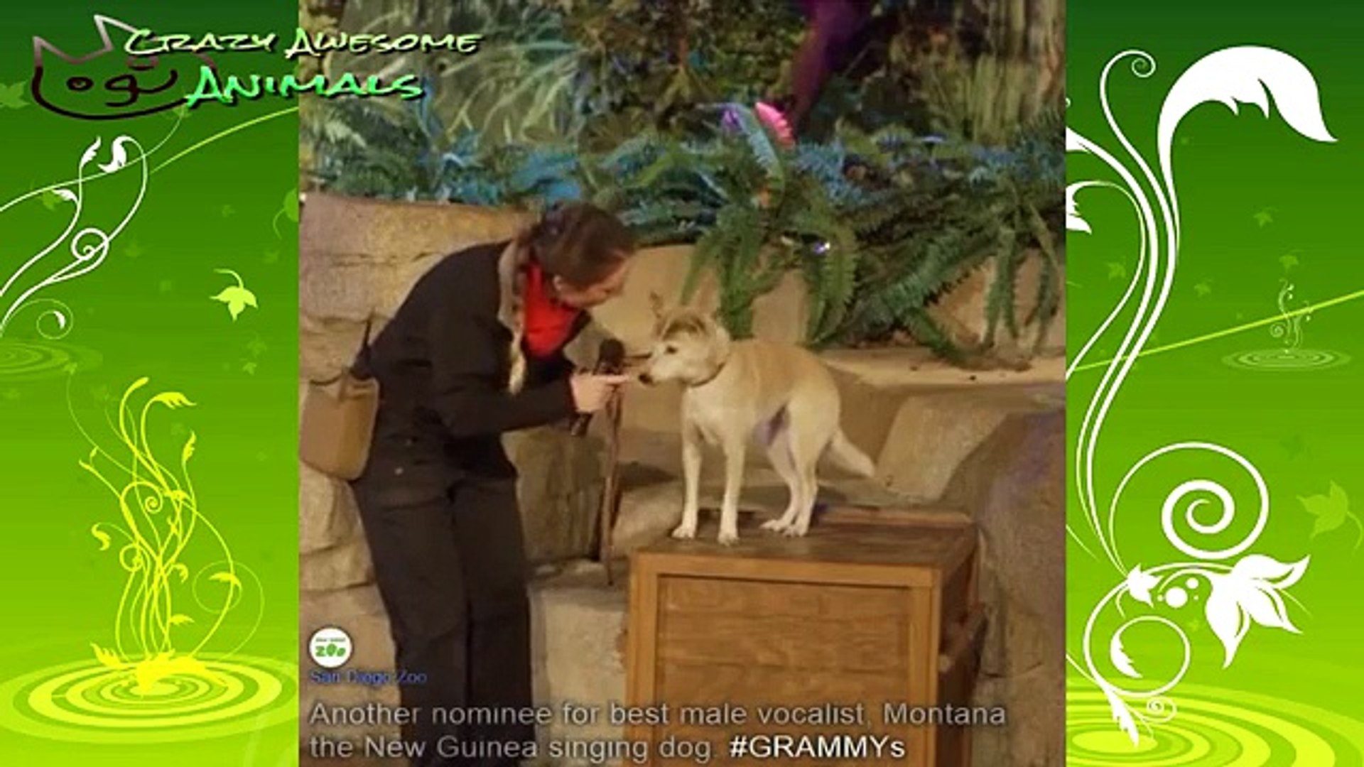 funny animals compilation funny animal escapes