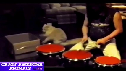 funny animals funny animal eating videos