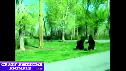 funny animals talking most funny animal videos ever