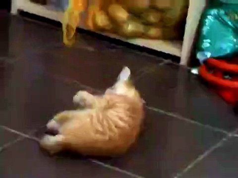 Прикол недели