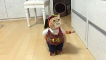 Pirate cat! Pirates of the Caribbean costume (name is Zeon)