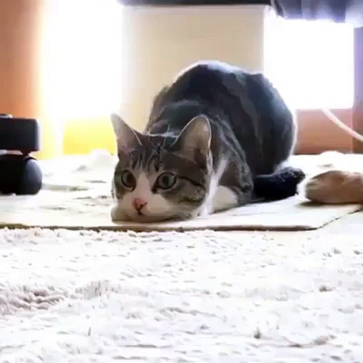 Funny & Beautiful Amazing