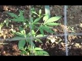 Regalbuto (EN) - Marijuana coltivata in una casa rurale: arrestato 35enne (23.10.15)