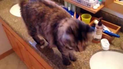Hilarious Cats Compilations