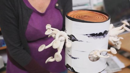 Expert tips on how to grow your own Swedish mushrooms