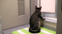 かーちゃんの入浴を覗くエロい♂猫達（面白い＆可愛い子猫）2 cats which look stealthily at the bath