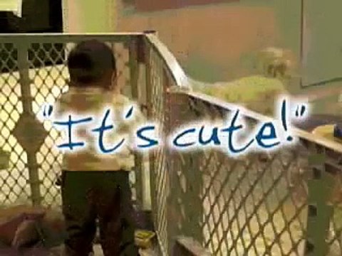 Bebe Quiere Jugar Si o Si Con El Perro ★ Perros Locos Humor Divertidos Chistosos risa