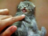 Bonito Gatito Despertandose! ★ humor gatos - video divertido gatos chistosos risa gato