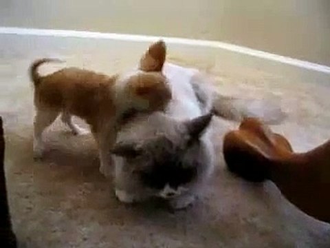 El Gato Mas Paciente Del Mundo ★ humor gatos - video divertido gatos chistosos risa gato