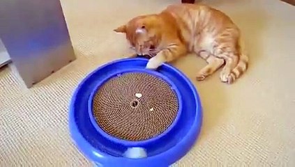 下载视频: El Mejor Juguete Para Gatos ★ humor gatos - video divertido gatos chistosos risa gato