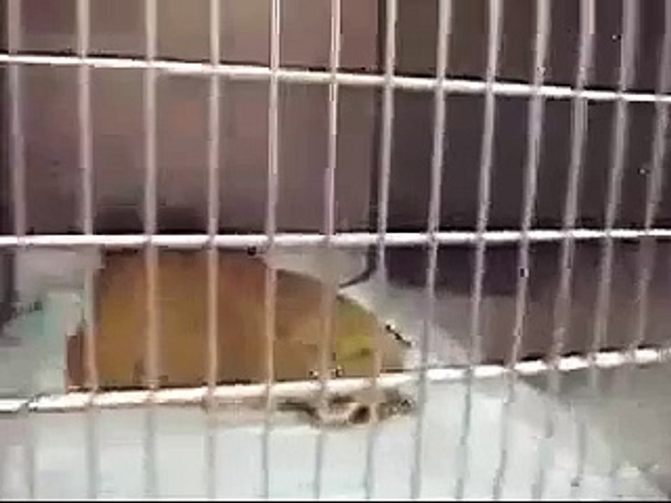 Este Gato Esta Poseido (Muy Serio) ★ Los Mejores videos gatos ★ Humor Gatos Chistosos Divertidos