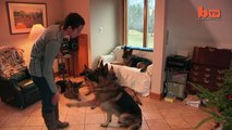 Dog Whisperer Trainer Walks Pack Of Dogs Without A Leash-copypasteads.com