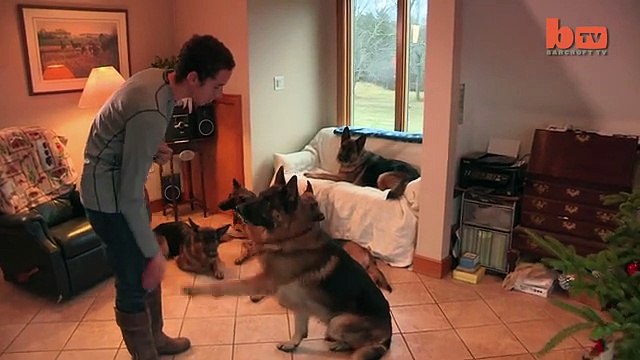 Dog Whisperer Trainer Walks Pack Of Dogs Without A Leash-copypasteads.com