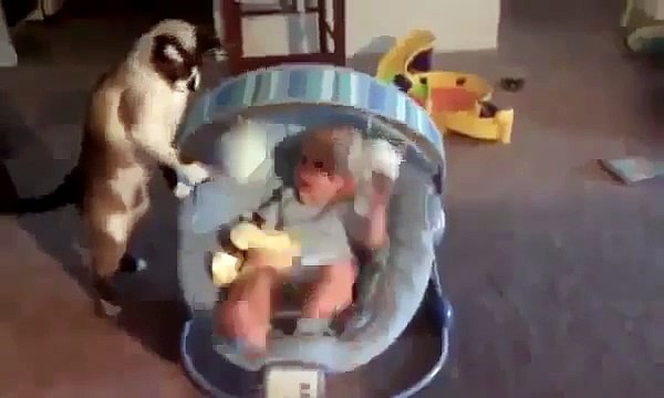 Gato Juega Con El Juguete Del Bebe! ★ Gato divertido gato chistoso gato tierno loco risa humor