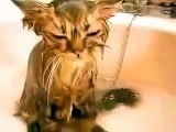 Gato Deprimido Por El Agua! ★ Gato divertido gato chistoso gato tierno loco risa humor