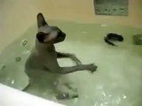 Gato Egipcio Feliz En El Agua! ★ Gato divertido gato chistoso gato tierno loco risa humor