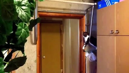 Gato Es Mi Entrenador! ★ Gato divertido gato chistoso gato tierno loco risa humor