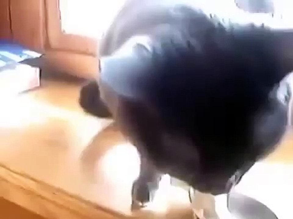 Gato Esta En Pleno Delirio! ★ Gato divertido gato chistoso gato tierno loco risa humor