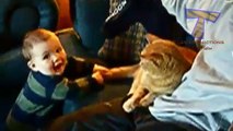 Funny-babies-annoying cats--Cute cat baby compilation