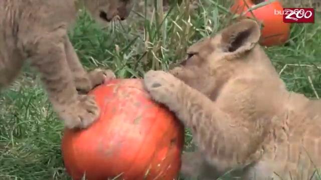 Autumn adorbs: animals playing with pumpkins