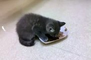 Abandoned kitten eating at vet clinic-fTeD0CD2-WM