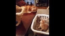 Kitten is Adorably Hypnotized by Cat's Tail-fDZj2JibNf0