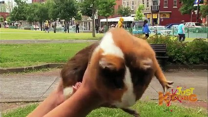 Farting Guinea Pig - Death By Bike