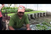 Plantas que curan, plantas prohibidas (con Josep Pàmies) from Miquel Figueroa on Vimeo