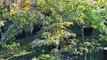 Japanese Waterfall Maples at HH Farm