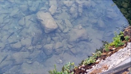 snake attacked the fish ( HD )