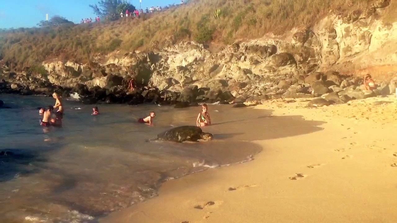 tortue