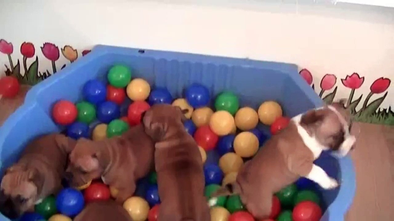 52ème vidéo Les chiots de STAFFORDLAND jouent dans le bac à boules