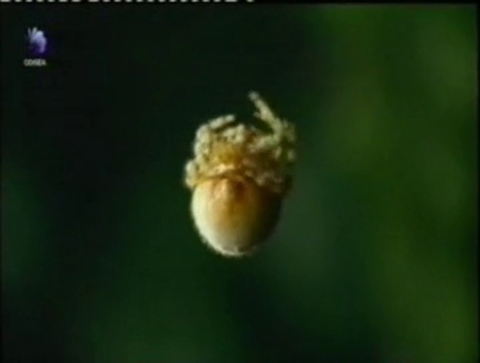 Feromonas: Mimetismo agresivo