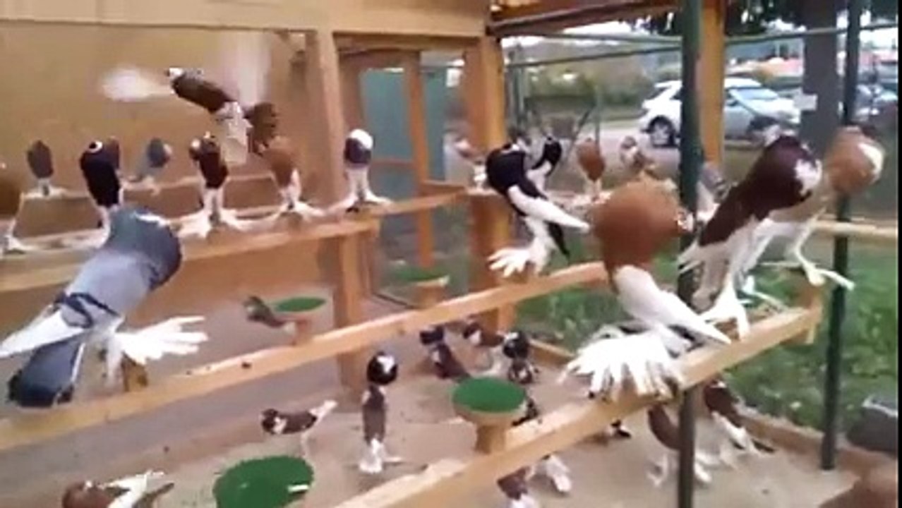 ماشااللہ ایسے کبوتر زندگی بھر میں آپ نے نہیں دیکھے ہونگے