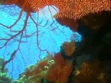 Wild Animal Documentary Treasures of the Great Barrier Reef Nature Documentary