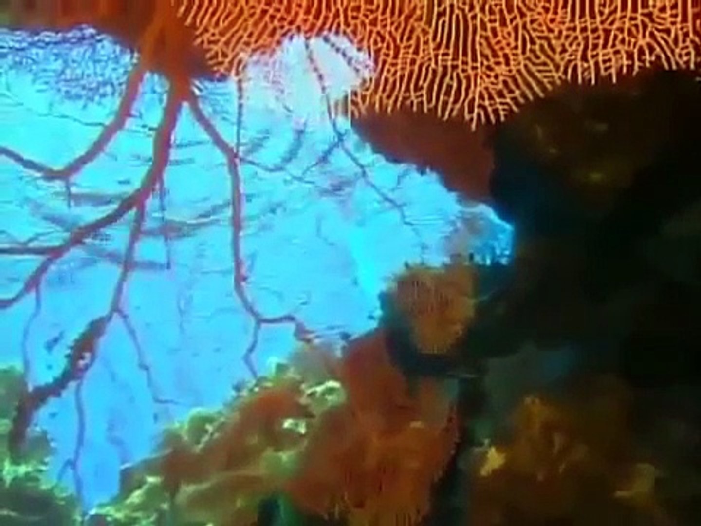 ⁣Wild Animal Documentary Treasures of the Great Barrier Reef Nature Documentary